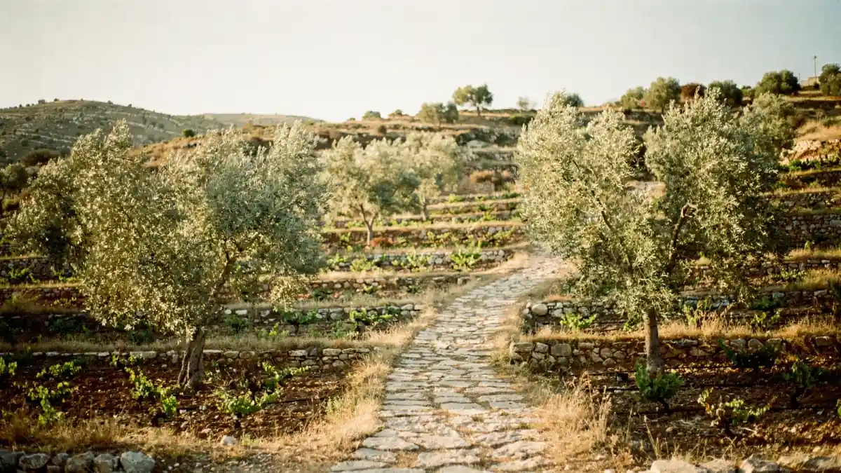 שביל אבן בין עצי זית בטרסות הגליל בשעת בין-ערביים